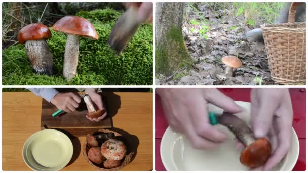Ручной сбор оранжевый красный колпак гриб и чистить ножом. Коллаж — стоковое видео