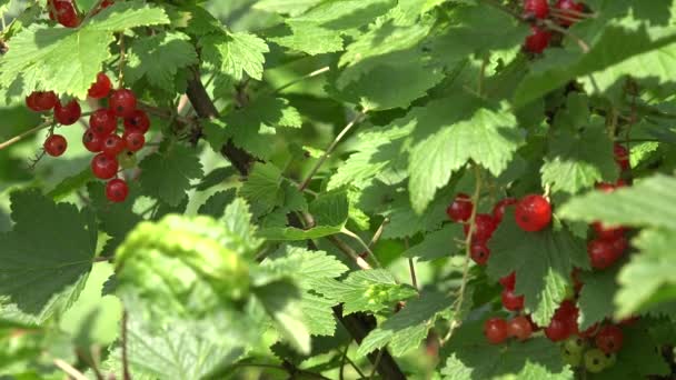 Arbusto de grosella con bayas rojas maduras manojo en el jardín de verano. 4K — Vídeo de stock