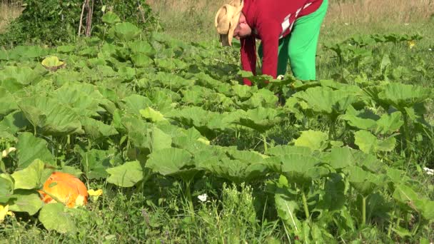 Gli abitanti del villaggio raccolgono le piante di zucchine e camminano attraverso le piantagioni di ortaggi. 4K — Video Stock