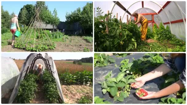 Kvinnor trädgårdsmästare vård anläggning och skörden i trädgården. Klipp collage — Stockvideo