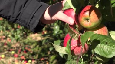 adam el kırmızı olgun elma ağacından sonbaharda orchard adlı toplama. 4k