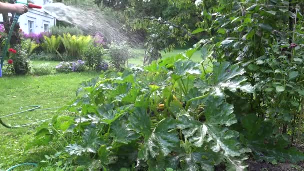 Équipement d'arrosage de jardin - main tient le tuyau d'arrosage pour les plantes d'irrigation. 4K — Video