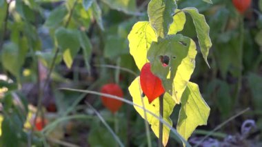 kabuğu domates bitki yaprakları ve meyve in Rime'ı ile kaplı. 4k