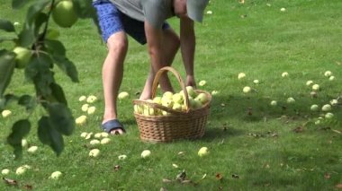 Bahçıvan koca bebek sepet meyve dolu taşımak ve elma bahçesinde ağaç altında toplamak. 4k