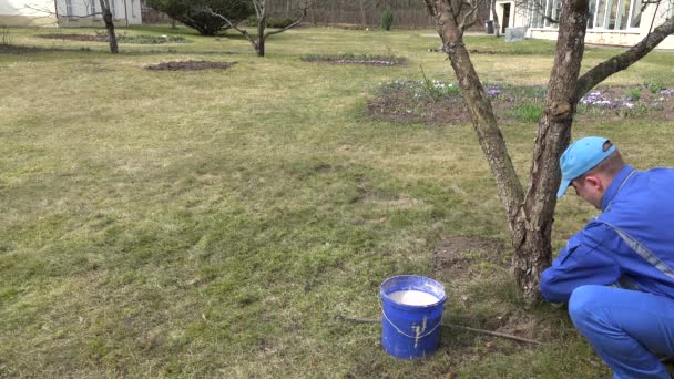 Садовник чистит старый кора и белый ствол дерева с мелом во дворе дома — стоковое видео