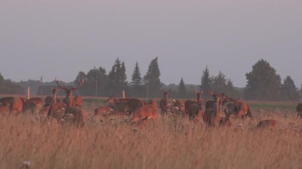 Mandrie di cervi allevati in campi di prigionia recintati. 4K — Video Stock