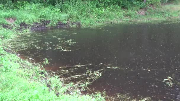 Las fuertes gotas de lluvia caen y salpican sobre el agua del estanque. 4K — Vídeos de Stock