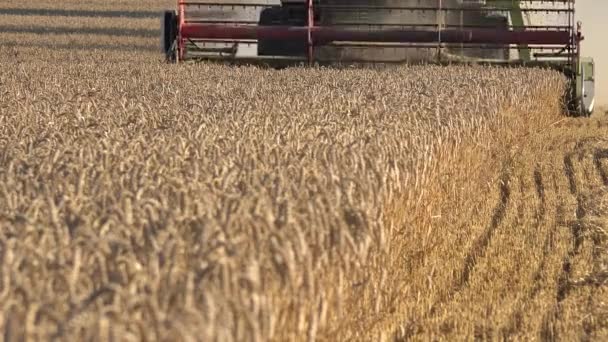 Seasoanl ライ麦の収穫夏の終わりで農村部の農場での作業。4 k — ストック動画