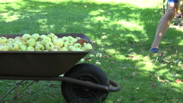 Maschio raccogliere inadatto per mangiare mela nel giardino carriola. 4K — Video Stock