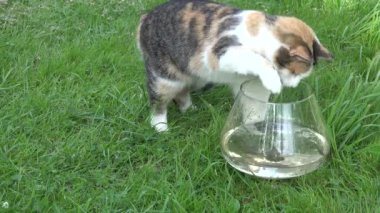 Balık üzgün cam akvaryum ve su akışı yakalamak kedi closeup. 4k