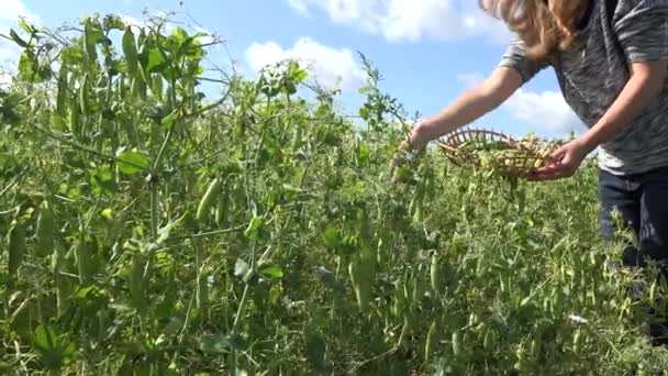 Женщины-крестьянки собирают спелые гороховые стручки на сельских плантациях. 4K — стоковое видео