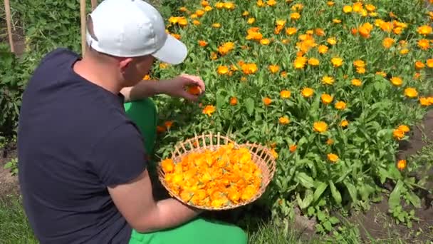 Kruidkundige dorpsbewoner man oogst kruiden planten in veld. Goudsbloem kruid. 4k — Stockvideo