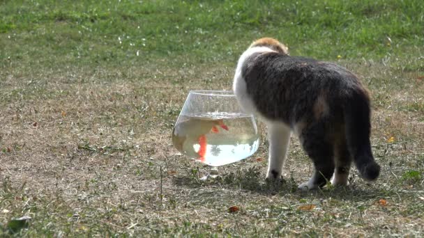 Katten försöker fånga stora fiskar från glas akvarium utomhus. 4k — Stockvideo