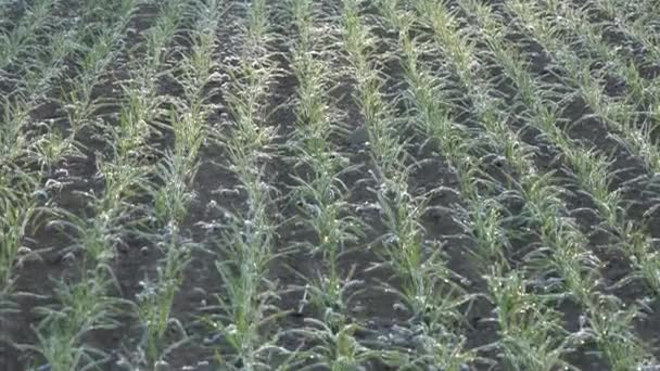 Téli gabona növény mező az első fagy a kora reggeli órákban. 4k — Stock videók