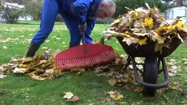 Primer plano del hombre con carretilla de carga de rastrillo con hojas de otoño en el patio de la casa. 4K — Vídeos de Stock