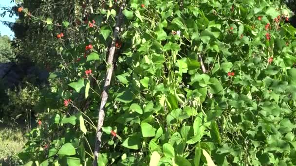 Hoge bean peulvrucht planten bush met rode bloemen en peulen groeien in de boerderij. Kantelen omhoog. 4k — Stockvideo