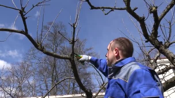 Muž střihu švestkového ovoce stromu větvičky zastřihovačem v zahradě. Ruka vystřelila — Stock video