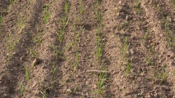 Inclinación hacia arriba de campo de grano de semilla de invierno verde cerca del bosque. 4K — Vídeos de Stock