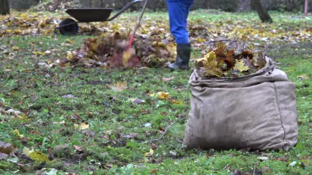 Säcke voller Blätter und verschwommene Gartenarbeiter harken buntes Laub. 4k — Stockvideo