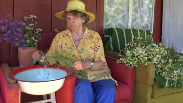 Abuela mayor mujer con sombrero recoger manzanilla hierbas de flores. 4K — Vídeos de Stock