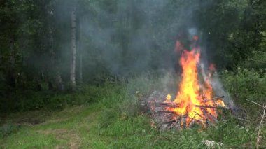 Yaz aylarında Orman ağaçları ile çevrili alev yanık ateş. 4k