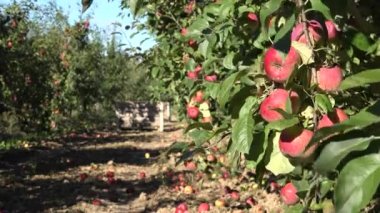 Eko orchard adlı hasat kırmızı elma ağacı. Odak değiştir. 4k