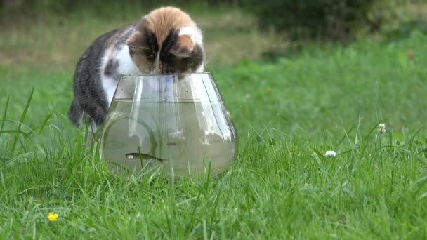 しようとしている子猫は、屋外の芝生の上のガラスの水槽に魚をキャッチします。4 k — ストック動画