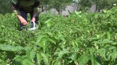 Colorado böceği larvası patates bitki ve çiftçi iş kadın. 4k