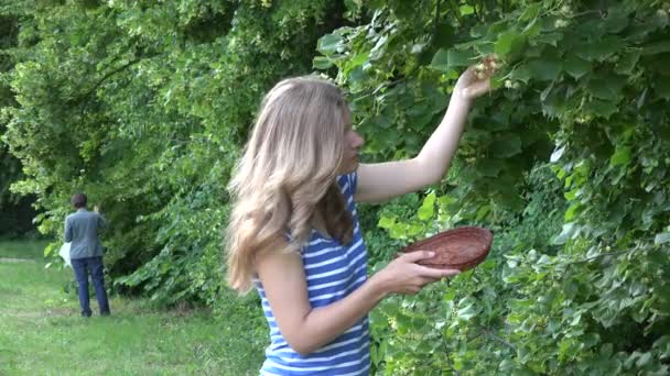 Herboristes femmes cueillent des fleurs de tilleul herbes de branches d'arbres dans le parc. 4K — Video