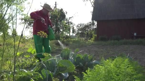 Grower cowboy man apply chemicals on cabbage vegetable plants with sprayer. 4K — Stock Video