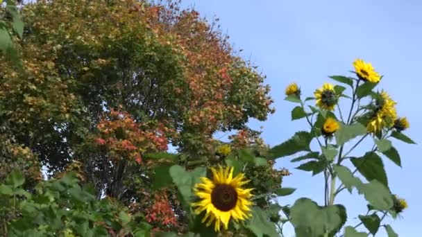 Ahornbaum mit bunten Blättern und Sonnenblumenblüten. Schwerpunktwechsel. 4k — Stockvideo