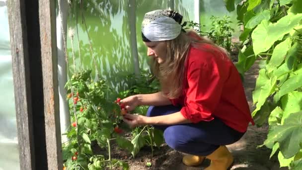 Жінка їсть свіжий урожай помідорів в теплиці в літній час. 4-кілометровий — стокове відео