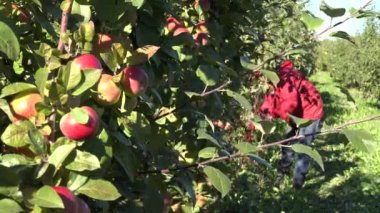 Olgunlaşmış meyve ve bulanık kadın meyve seçici hasat elma ağacı dalı. 4k