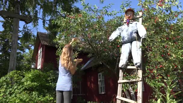 Jardinier femme fille cueillette des baies de cerisier dans le jardin. 4K — Video