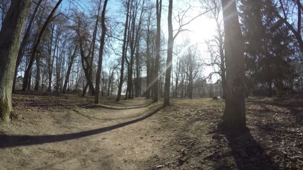 Mère pousser bébé chariot dans le parc de printemps allée de tilleul. 4K — Video