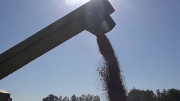 Крупы пшеницы выгружаются в грузовик на сельскохозяйственных угодьях в конце лета. Наклонись. 4K — стоковое видео