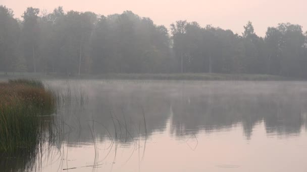Stromy a vod poblíž rybníka jezero na mlhavé podzimní ráno. 4k