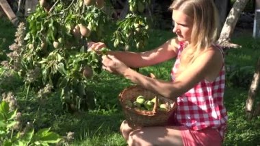 meyve bahçesi sahibi armut meyve bahçesinde yaz gününde toplamak. 4k
