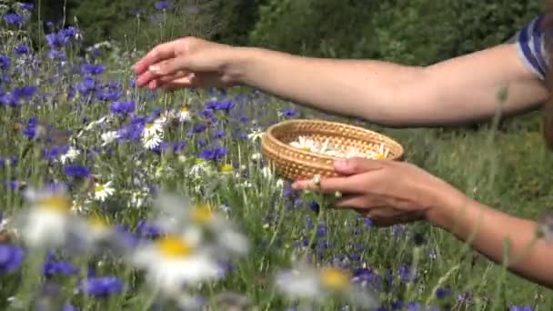 Kruidkundige handen Kies madeliefjebloemen tussen Korenbloem in zomer veld. 4k — Stockvideo