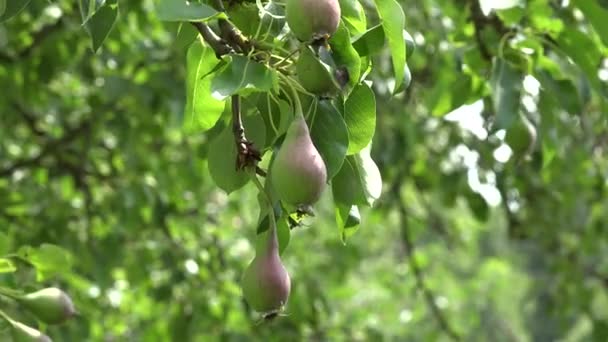 Ramos de pereira cheios de frutas crescem na fazenda orgânica. Mudança de foco. 4K — Vídeo de Stock