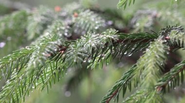 İğne yapraklı çam ağacı dalı düşen yağmur Su damlacıkları ile kaplı. 4k