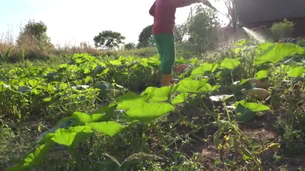 Homme fertilisant citrouille et courgettes légumes dans la ferme avec un outil pulvérisateur. 4K — Video