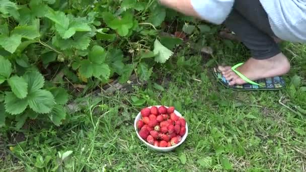 Gardener mulher pegar morango colheita no jardim. 4K — Vídeo de Stock