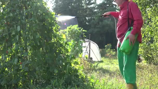 Agricultor macho pulverizar planta de feijão verde no jardim do campo por do sol. 4K — Vídeo de Stock