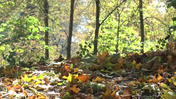 Mother teach baby child walk in beautiful autumn forest. 4K — Stock Video