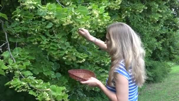 Woman hands pick linden herbal flowers to wooden wicker dish. 4K — Stock Video