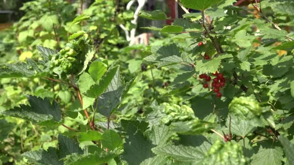 Red and black currant berries on bush in summer garden. 4K — Stock Video