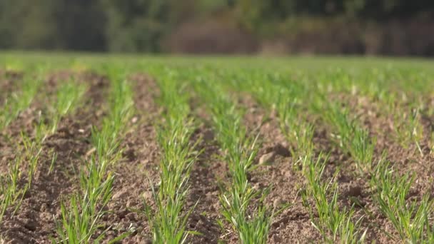 Green wheat sprouts shoots in autumnal field. 4K — Stock Video