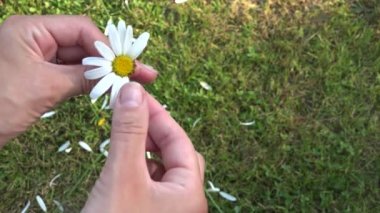 çim arka plan üzerinde papatya yaprakları kız el ilahi gelecek. 4k