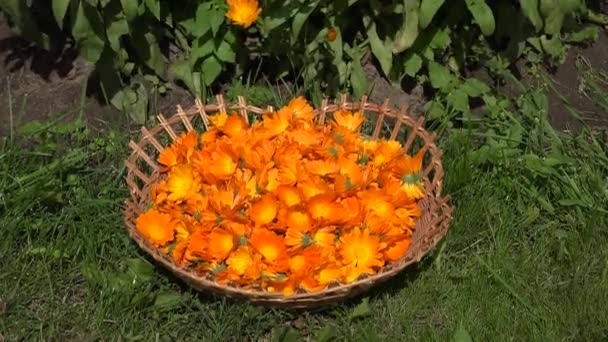 Hierba de caléndula florece en plato de mimbre y plantas de flores de caléndula. 4K — Vídeo de stock